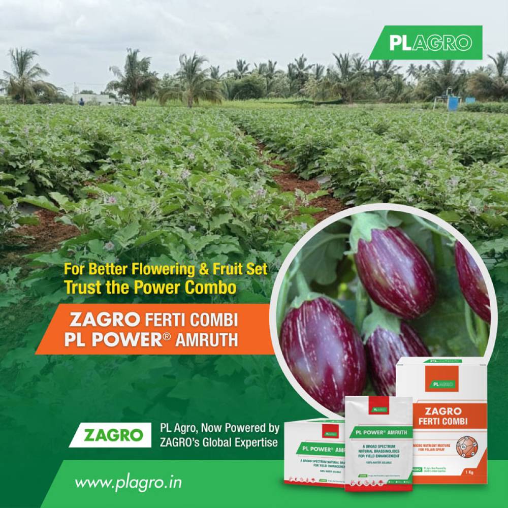 Brinjal Farmers!
